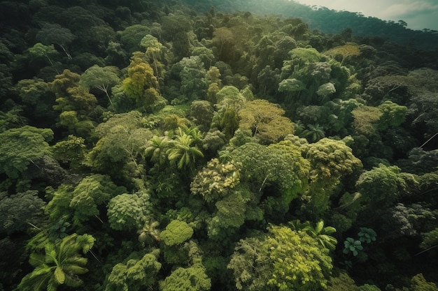 Aerial view of a tropical rainforest