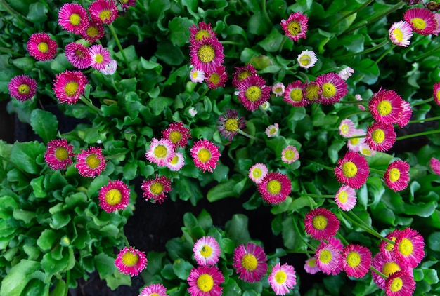 Aerial view of varied flowers 