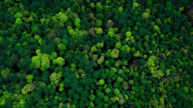 Aerial view of the vibrant green trees in the forest