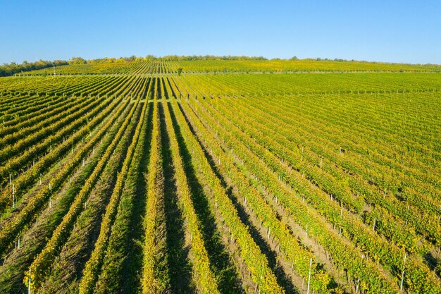 Aerial view of a vineyard plantation in late afternoon lights in europe drone shot