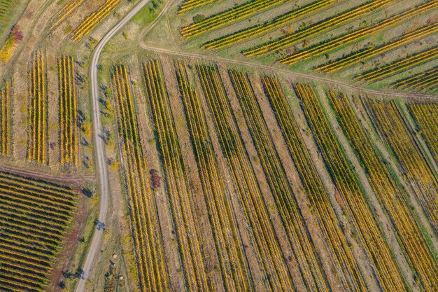 Aerial view of vineyard