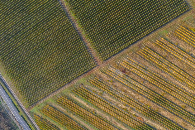 Aerial view of vineyard