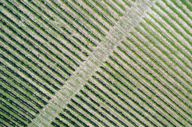 Aerial view of vineyard