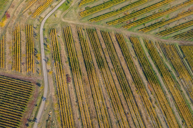 Aerial view of vineyard