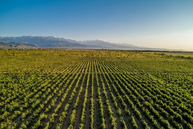 aerial view of vineyards