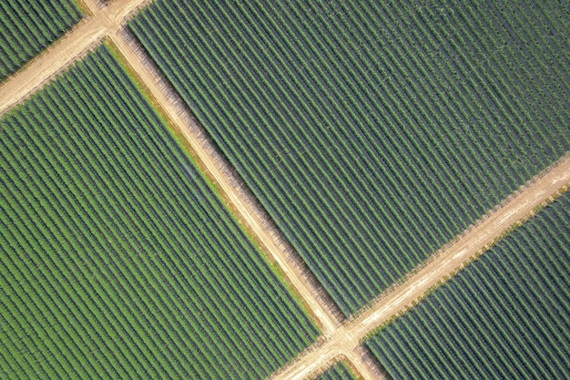 Veduta aerea del campo vegetale ben progettato