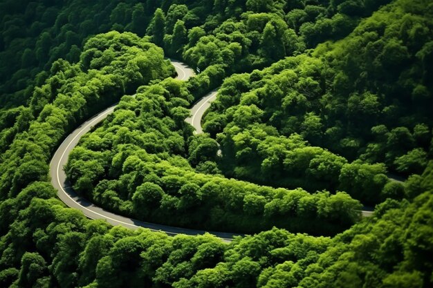 Aerial view of the winding road through the green forest in summer