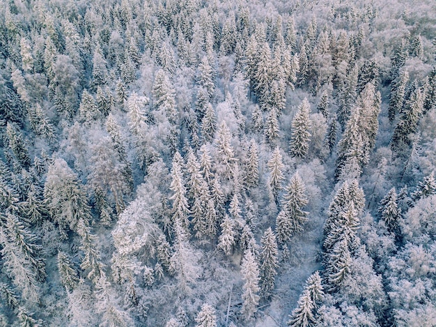 松の木と冬の背景の航空写真上から雪の景色で覆われた白い冬の森