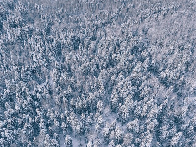 雪と霜のドローン写真で覆われた冬の森の空撮