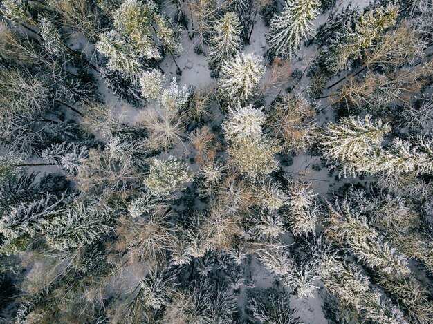 Вид с воздуха на зимний лес, покрытый снегом и морозом, фото с дрона