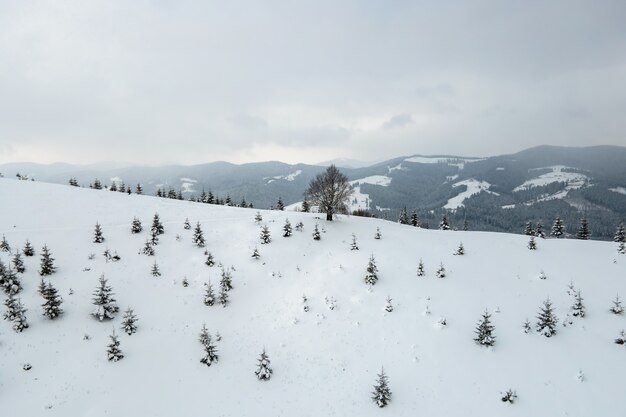 Aerial view of winter landscape with mountain hills covered with evergreen pine forest after heavy snowfall on cold quiet evening.