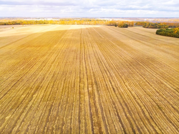 Вид с воздуха на желтое поле после сбора урожая Сбор урожая в полях Вид сверху на пшеничное поле Осеннее время