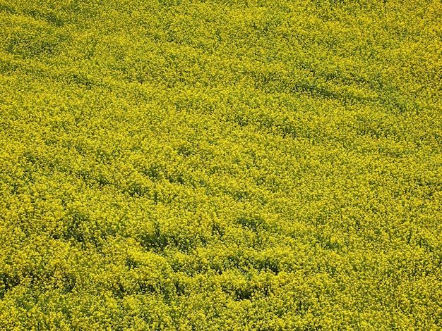 Aerial view of yellow rape flowers, rapeseed or canola field. Natural background.