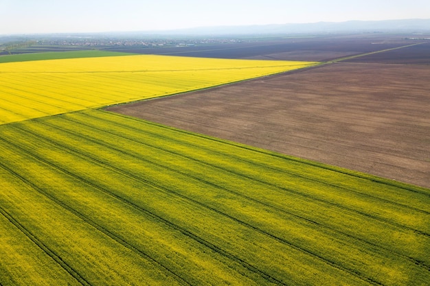 Aerial view of yellow rapeseed field. Aerial view agricultural fields.