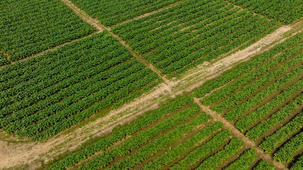 Aerial view young green tobacco plant field Tobacco plantation leaf crops growing in tobacco plantation field