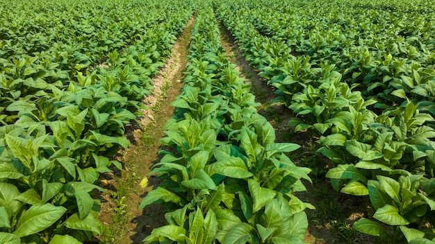 Vista aerea giovane campo di piante di tabacco verde colture di foglie di piantagioni di tabacco che crescono nel campo delle piantagioni di tabacco