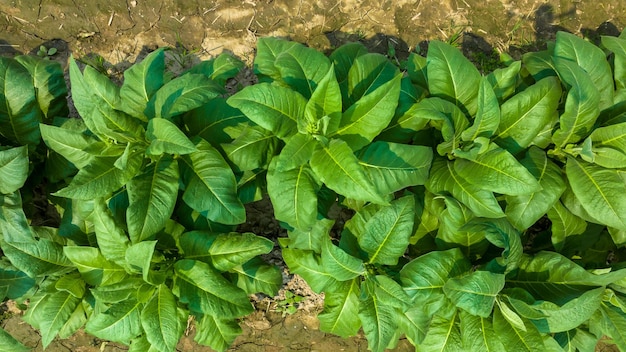 Aerial view young green tobacco plant field Tobacco plantation leaf crops growing in tobacco plantation field