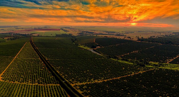 Aerial views over top of rows of orange trees in plantation in sunset