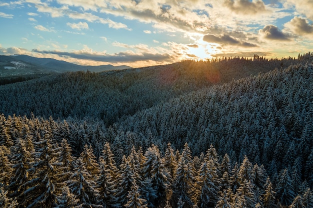 Aerial winter landscape with spruse trees of snow covered forest in cold mountains in the evening.