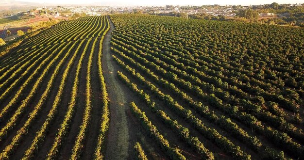 Photo an aerian photo of agriculture