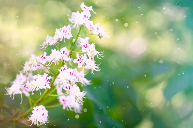 Photo aesculus hippocastanum flowering of a horse chestnut in a park in spring