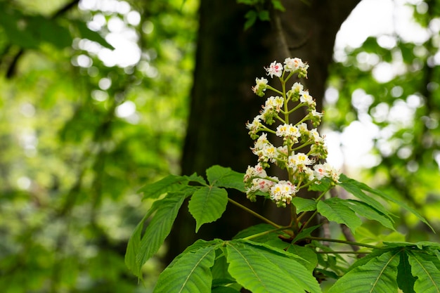 Aesculus hippocastanumbloesem van paardenkastanje of conkerboom lente