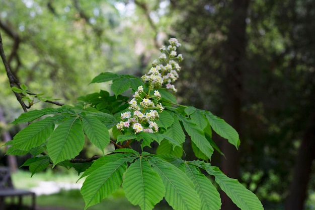 Aesculus hippocastanumblossom of horse chestnut or conker tree springtime