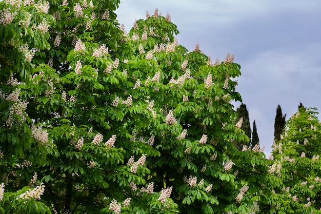 Aesculus hippocastanumblossom of horse chestnut or conker tree springtime