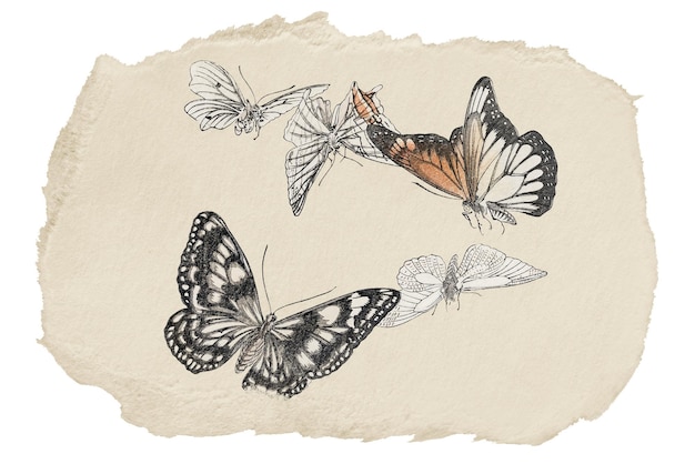 aesthetic butterflies png sticker ripped paper transparent background
