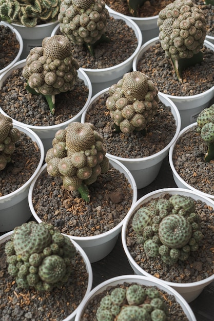 An aesthetic cactus in pot in the market