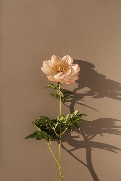 Aesthetic delicate beige peony flower with sunlight shadows on neutral tan brown background