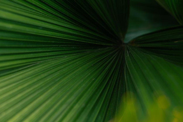 An aesthetic green palm leaf texture detail