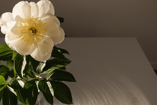 Aesthetic luxury bohemian flowers composition Elegant gentle peach peony flower casting sunlight shadow on white table