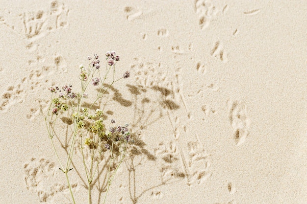 Aesthetic minimal natural sandy background with dry flowers sunlight and shadows Pastel colored