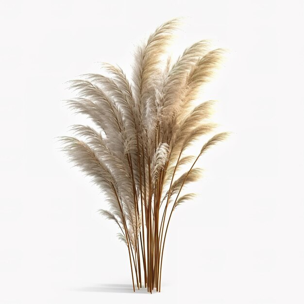 Aesthetic pampas grass