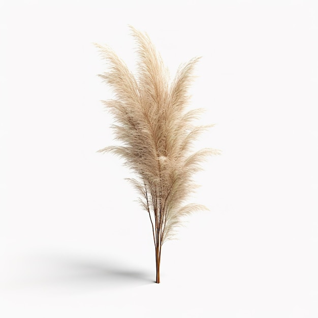 Photo aesthetic pampas grass