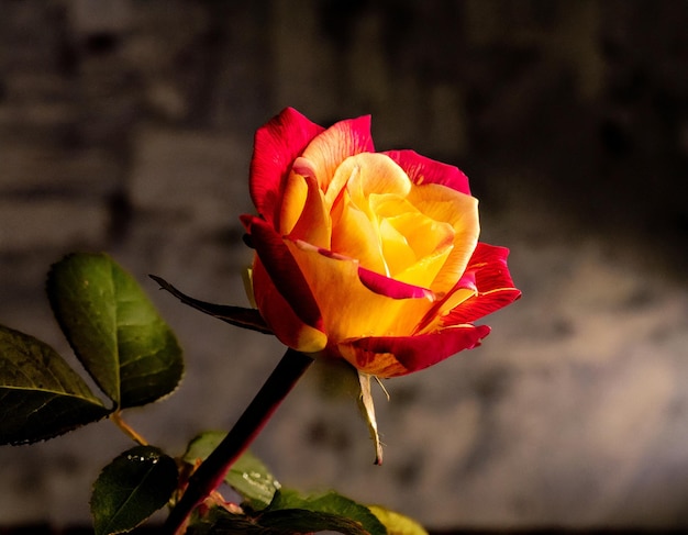 Эстетические фотографии розы с красивым и роскошным освещением