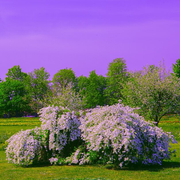 Photo aesthetics nature wallpaper. white bloom tree background. ideal for postcard and print