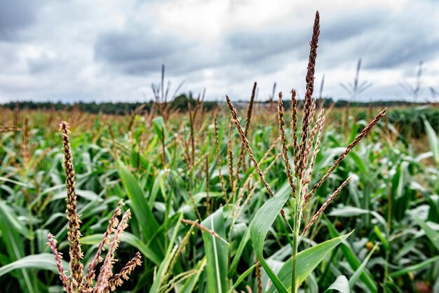 ÃƒÂ Ã‚Â¡orn veld in bewolkte zomerdag.