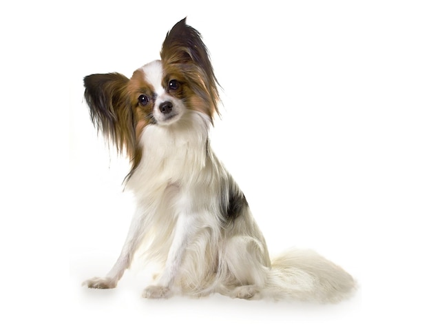 Afbeelding achtergrond en behang van hond