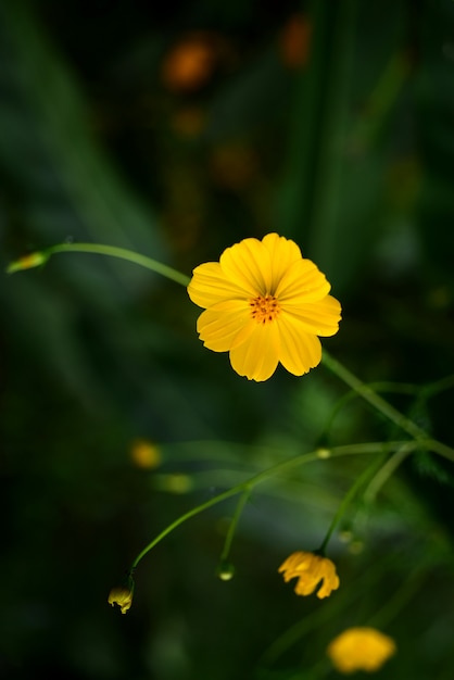 Afbeelding close-up bloemen Macro-afbeelding wordt gebruikt als achtergrondafbeelding. macro close-upfoto