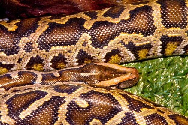 Afbeelding dier reptiel zag een boa