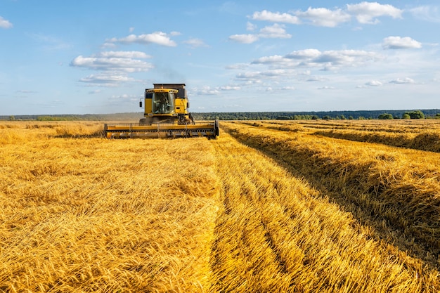 Afbeelding uit de verte van de oogstmachine die tarweblauwe lucht oogst