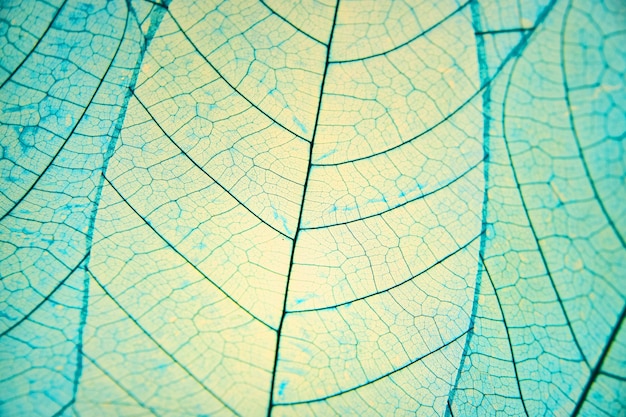 Afbeelding van aderen van bladeren in patch blauw gekleurd