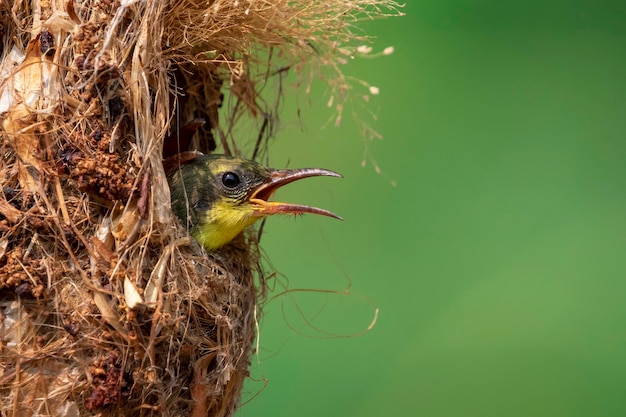 Afbeelding van babyvogels wachten op de moeder om zich te voeden in het vogelnest op natuurachtergrond Bird Animals