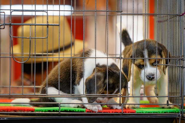 Afbeelding van beagle puppy is in de kooi. hond. pet. dieren.