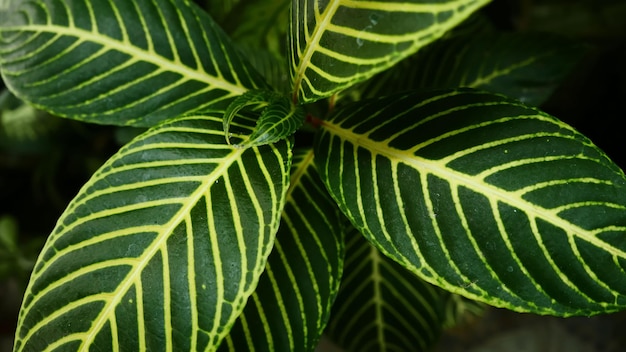 Afbeelding van bladeren van een plant genaamd Aphelandra squarrosa Nees uit het geslacht Acanthaceae of ook wel bekend als Zebra Plant