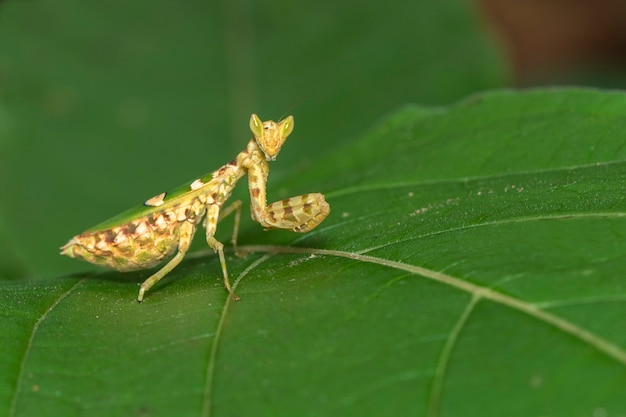 Afbeelding van bloem bidsprinkhaan op groene bladeren. insect,