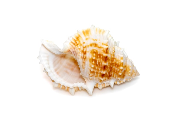 Afbeelding van bufonaria rana zeeschelp is een soort van zeeslak een mariene buikpotige weekdier. Zee schelpen.