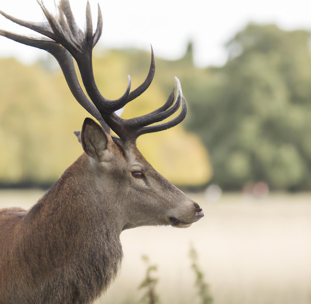 Afbeelding van close-up van hert met gewei op achtergrond van een veld